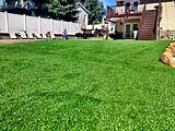 Back Yard Landscape Turf Grass
